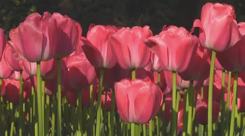 Pink tulips Stock Footage 10742054