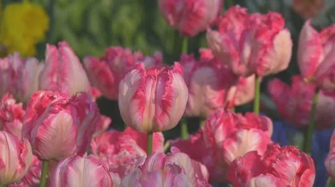Pink tulips Stock Footage 10743385