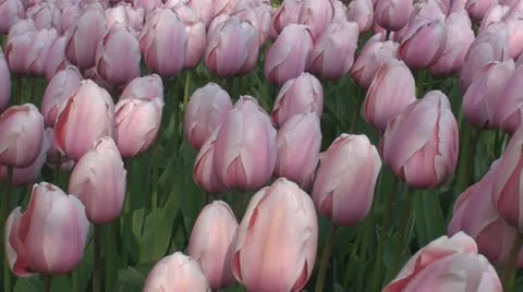 Pink tulips Stock Footage