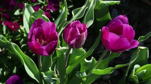 Pink tulips Stock Footage 22732708