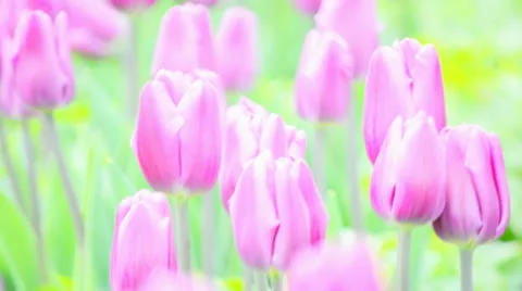 Pink Tulips Stock Footage 23322766