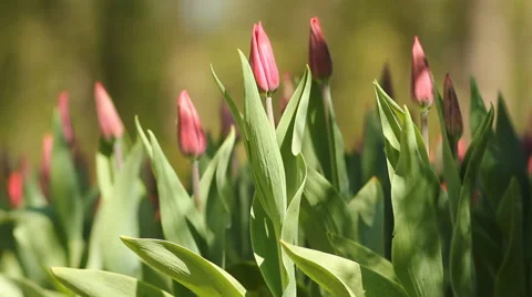 Pink tulips. Stock Footage 58311927