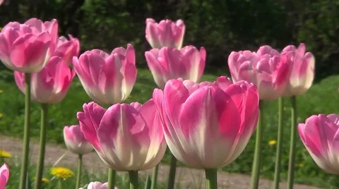 Pink tulips Stock Footage 59892419