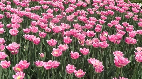Pink tulips Stock Footage 60225028