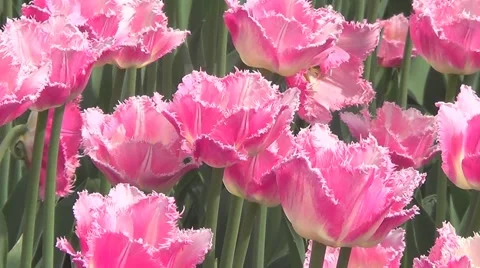 Pink tulips Stock Footage 60226119