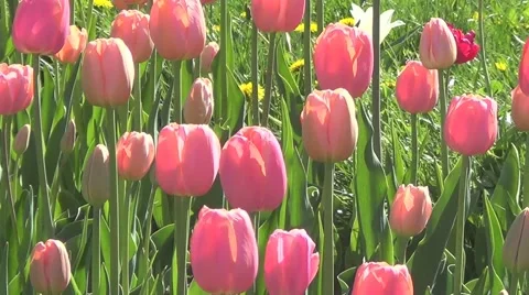 Pink tulips Stock Footage 60226271