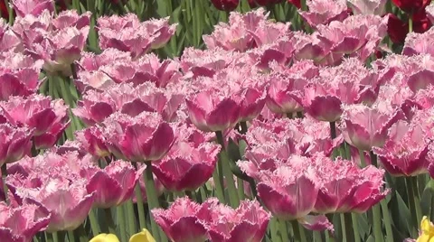 Pink tulips Stock Footage 60226369