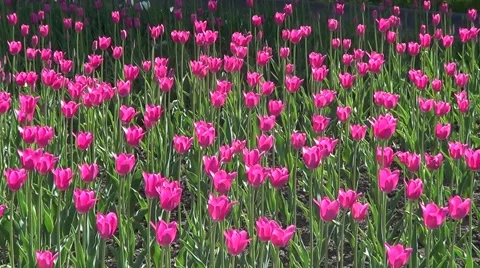 Pink tulips Stock Footage 60226425