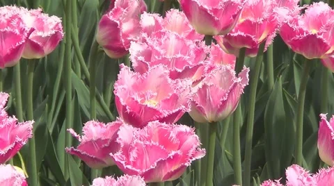 Pink tulips Stock Footage 60226491