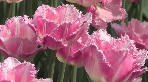 Pink tulips Stock Footage 60226588