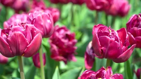 Pink Tulips Video stock 239523650