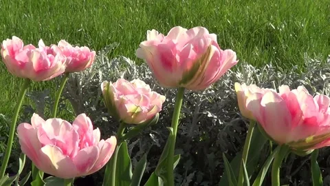 Pink tulips 動画素材 334860681
