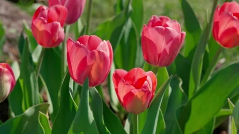 Pink tulips Stock Footage 335127551