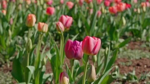 Pink tulips Stock Footage 335127590