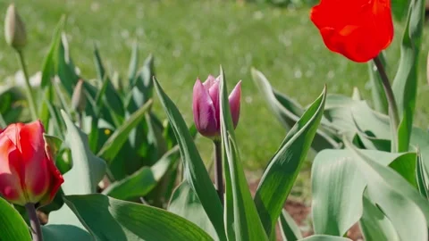 Pink tulips Stock Footage 335127637