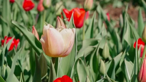 Pink tulips Stock Footage 335127735