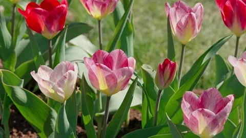 Pink tulips Stock Footage 335127821