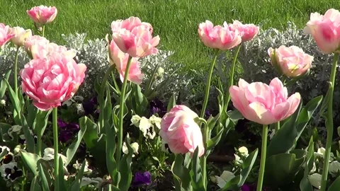 Pink tulips Stock Footage 337970633