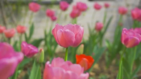 Pink Tulips in Full Spring Bloom Glowing Under Soft Warm Sunlight in Garden Video stock 341914911