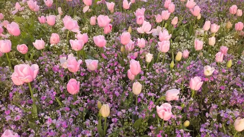Pink tulips in the garden Stock Footage 119051719