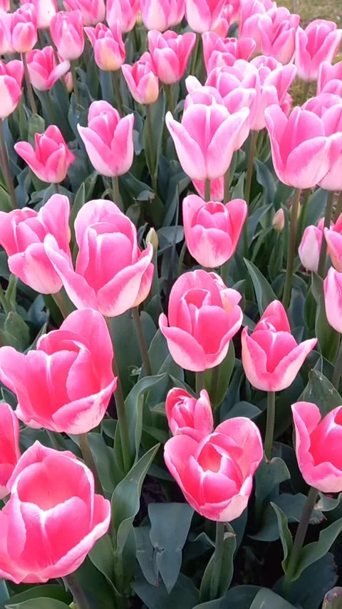 Pink tulips garden in spring Stock Footage 270493045