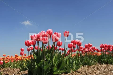 Pink tulips growing on a fiield Stock Photos
