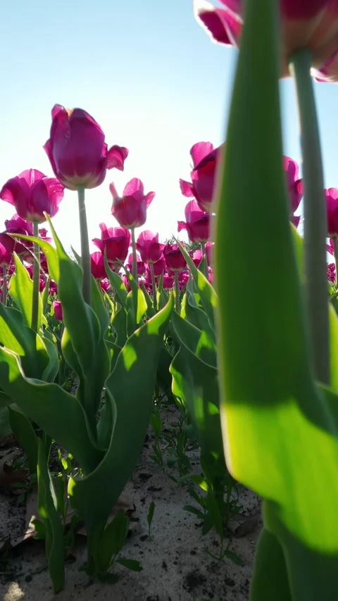 Pink Tulips Growing In Spring Garden Under Bright Sun 스톡 동영상 341949568