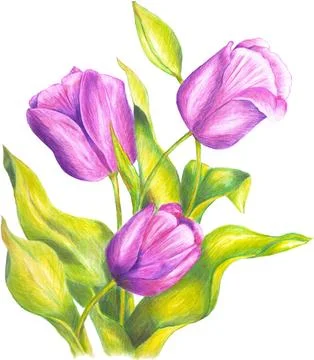 Pink tulips hand drawn with colored pencils on white background, isolated Stock Illustration