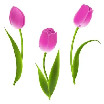 Pink tulips Stock Illustration
