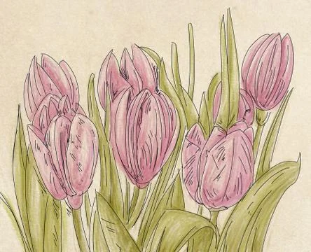 Pink tulips Stock Illustration