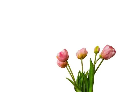 Pink tulips isolated on white background. Top view spring flowers colorful Stock Photos