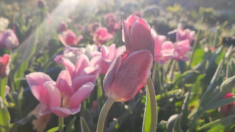 Pink tulips leaning toward each other crystals ice frost growing Stock Footage 321307948