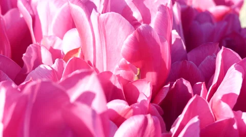 Pink tulips macro background Stock Footage 62811825