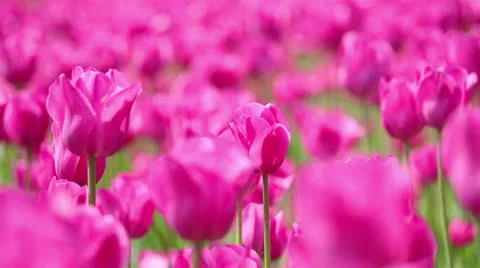 Pink tulips moving in a breeze Video stock 24603184