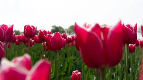 Pink tulips in Netherlans Stock Photos