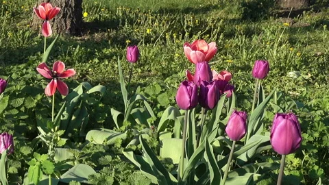 Pink tulips in the park Видео 89990065