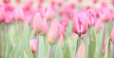 Pink tulips in the park, nature. Flowerbed with tulips or meadow Stock Photos