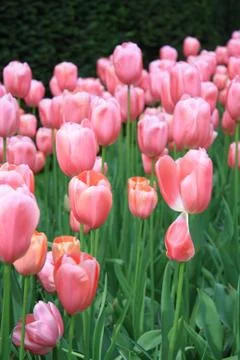 Pink tulips Stock Photos