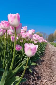 Pink tulips Stock Photos