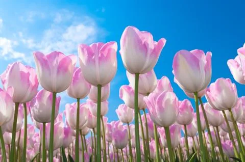 Pink tulips Stock Photos