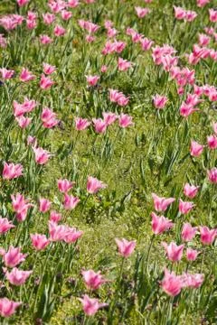 Pink tulips Stock Photos