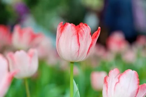 Pink tulips Stock Photos
