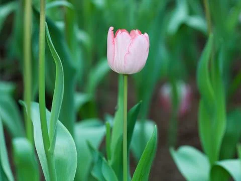 Pink tulips Stock Photos
