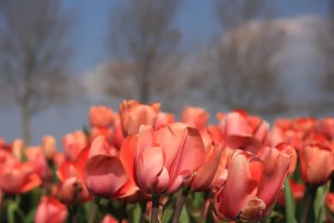 Pink tulips Stock Photos