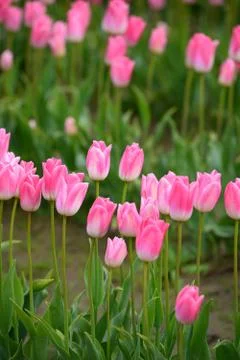 Pink tulips Stock Photos