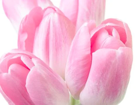 Pink tulips Stock Photos