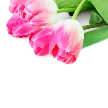 Pink tulips Stock Photos