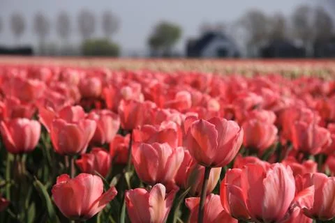 Pink tulips Stock Photos