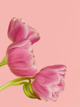 Pink tulips 스톡 사진