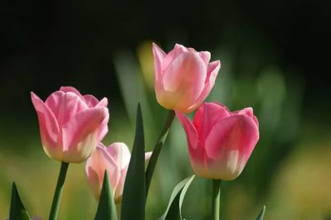 Pink tulips Stock Photos